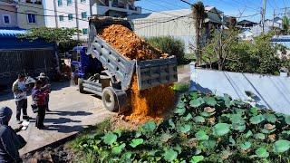 Start New Project Landfill Flooded Delete Pond !! Bulldozer D20A Push StoneSoil ,Truck 5Ton Unload