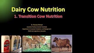 Dry Cow Nutrition! Dairy Cow Nutrition! Transition Cow Nutrition