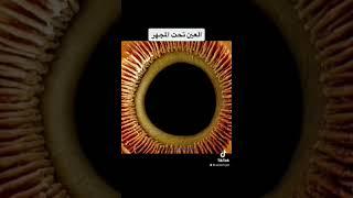 كيف يبدو جسم الإنسان تحت المجهر 