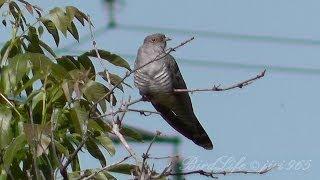 Kukačka obecná (Cuculus canorus),Kukučka obyčajná,Kuckuck,Common cuckoo