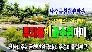 22-152[전남나주시지역토지][금천면원곡리배나무과수원]금천소재지,영산강변,원촌마을회관,농림지역,과수원(1,743py)매매~