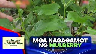 Mulberry: 9 health benefits