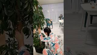 #комнатныерастения #цветыдлядома #домашниецветы #дачнаяжизнь #цветовод #цветоводство #сад