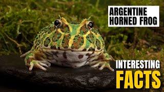 Amazing facts of  Argentine Horned Frog | Interesting Facts | The Beast World