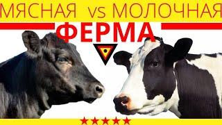 Мясная ферма или молочная, что выгоднее? | обзор директора