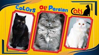 Top 5 Persian Cats | Persian cats breeds | colors of Persian cats | Persian cat breeding color