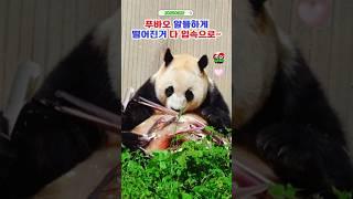 푸바오 부스러기 한톨도 알뜰하게 #푸바오실시간 #푸바오근황 #판다월드 #에버랜드 #아이바오 #러바오 #루이바오 #후이바오 #강바오 #송바오 #푸바오나무타기