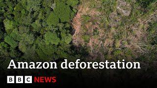 One fifth of the Amazon rainforest lost to deforestation | BBC News