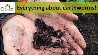 Everything about earthworms | Coed Lleol (Small Woods Wales)