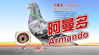 【Super Pigeon】Fastest and Most expensive pigeon丨Armando B14-3004610丨Verschoot Joel