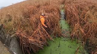 Muskrat trapping, first check!