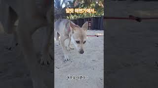 다랏 해변가에서 만난 친구 ..#강아지 #cute
