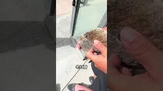 潘潘老师搞到一个新疆和田玉料子，直接开切，让你们见识一下什么叫单车变摩托？#原石毛料 #玉石加工 #玉文化 #挖玉人 #以石会友 大自然的搬运工，玉石魅力，玉文化，珠宝首饰，玉雕DOU+小助手