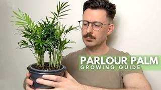 Parlour Palm Care Guide with Tips and Tricks