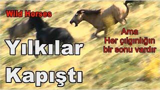 YILKILAR KAPIŞTI / WILD HORSES