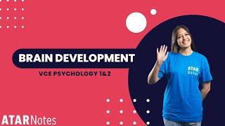 VCE Psychology 1&2 - Brain Development