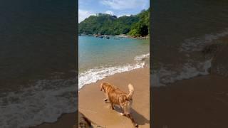 愛游泳的金毛狗/Golden Retriever who loves swimming