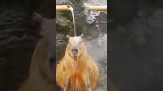 These Capybaras Are Too Chill!  #capybara #funny #animals #cute #relax #viral #shorts