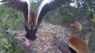 Black-bellied whistling ducks surveying the view from the owl nest platform