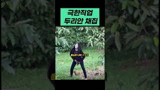 극한직업 두리안 수확