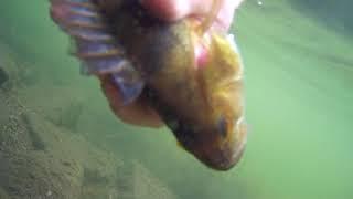 A perch caught on a Herring Shad mounted on a Crazy Blade jighead.