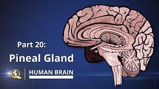 Pineal Gland - The Gateway to Expanded Consciousness - The Human Brain Series - Part 20