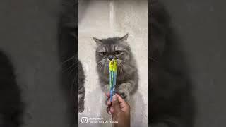 Always hungry  #catvideos #catfunny #catoftheday #catlover #cattiktok #cattv #catlove #cats