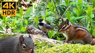 Cat TV for Cats to Watch  Cute Birds, Chipmunks, Squirrels in the Forest ️ 8 Hours(4K HDR)