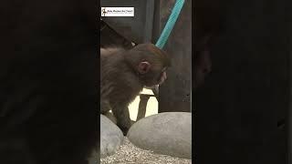 ホースで遊ぶ赤ちゃん猿 / Baby monkey playing with hose. monpai monyet 子ザル サル 淡路 モンキー  #ニホンザル #snowmonkey