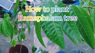 How to plant a ramaphalam tree