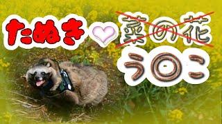 タヌキと菜の花畑見学に行ったはずがとんでも見学になった(Go to see Rape blossoms with Tanuki.But we have a situation!)