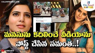 Samantha Shared a Heart Touching Video | CF MOVIES