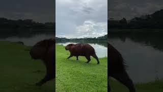 #capybara #capivara #carpincho #カピバラ #nature #wildanimal