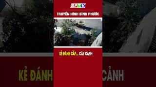 Kẻ đánh cắp… cây cảnh #shorts  | BPTV