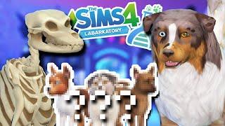 Mystery SKELETON DOG x Australian Shepard Puppies?! 