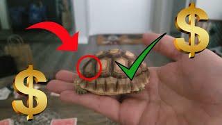 teaching your turtle to gamble