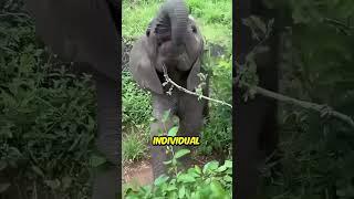 Ant vs Elephant Myth 