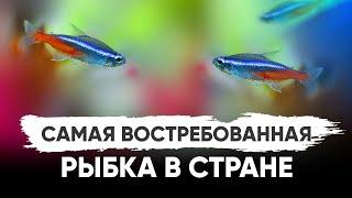 Голубой неон – самая популярная рыбка среди аквариумистов