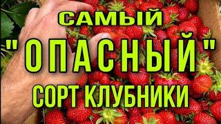 Самый ОПАСНЫЙ сорт КЛУБНИКИ