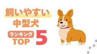 【飼いやすい中型犬】ランキング【TOP５】