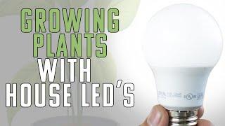 Can You Use Household LED Bulbs As Grow Lights?