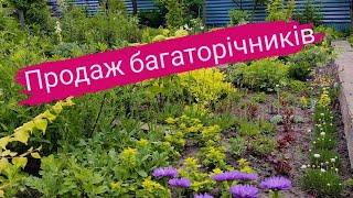 Огляд рослин на продаж, ассортимент рослин з цінами у вайбері