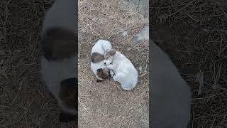 Cute Stray puppies sleeping in evening | Mountain Village | Nature Buddies #animals #youtubeshorts