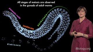 Abby Dernburg (UC Berkeley / LBNL / HHMI) Part 1: Meiosis: an Overview