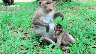 Nat Geo - Mother monkeys attack the kidnappers to protect their children - Wildlife Animals