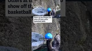 Otters at the Oregon Zoo show off their water basketball skills