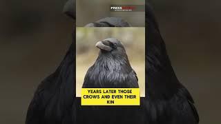 Crows Hold Grudges Against Humans for Years!  | Press Xpress