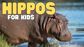 Hippos for Kids | Learn all about hippopotamuses