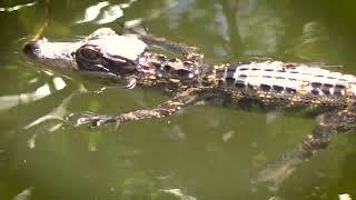 Green Swamp Watershed