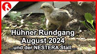 F233 Hühnerrundgang August 24 + der Nestera-Stall....    - Jensman and the Huhns